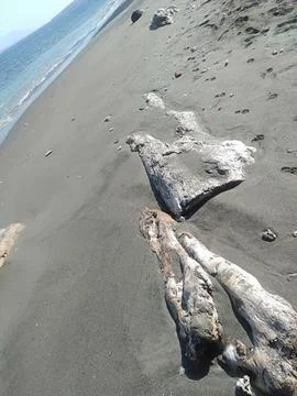 Dry logs Stock Photos