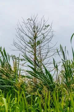 A dry lonely tree with a few green live branches Stock Photos