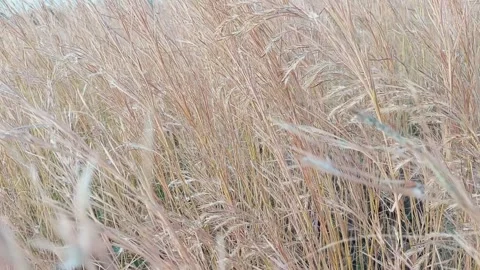 Dry Long Grass Waving in Wind Nigeria 2K Видео 320722087