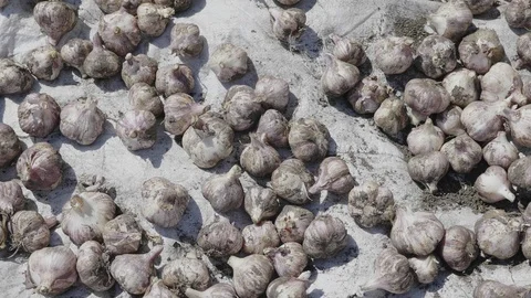 Dry a lot of garlic pattern background Stock Footage 101137865