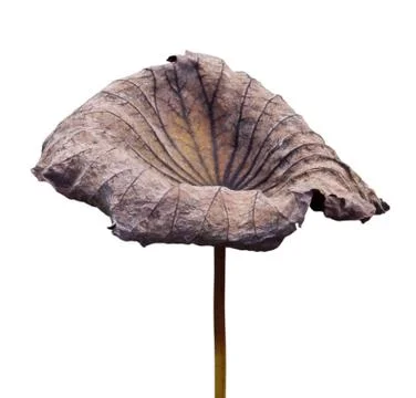 Dry lotus leaf Stock Photos