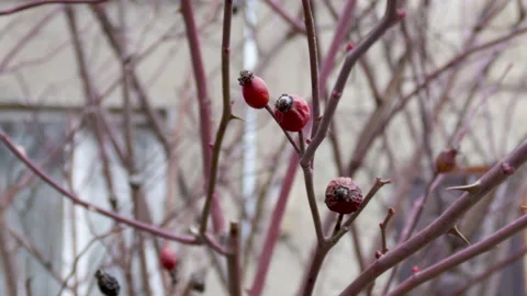 Dry maces fruit on empty, no leaves, branches 動画素材 172032875