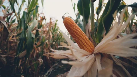 Dry maize corn crop on stalk in agricultural plantation ready for harvest Stock Footage 171761520