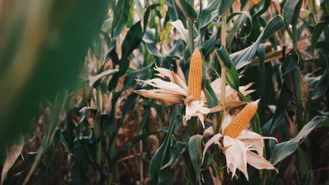 Dry maize corn crop on stalk in agricultural plantation ready for harvest Stock Footage 171761523