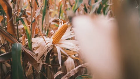 Dry maize corn crop on stalk in agricultural plantation ready for harvest Stock Footage 171761530