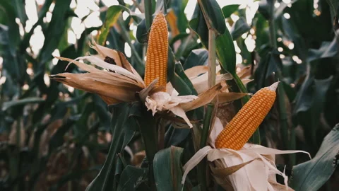 Dry maize corn crop on stalk in agricultural plantation ready for harvest Stock Footage 171824264