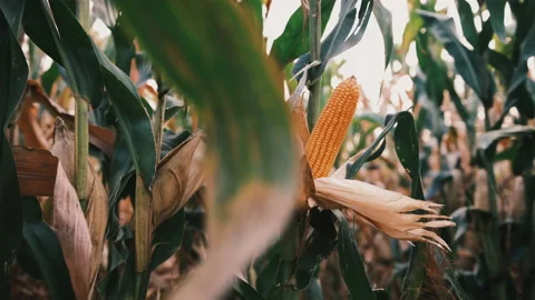 Dry maize corn crop on stalk in agricultural plantation ready for harvest Stock Footage 171824279