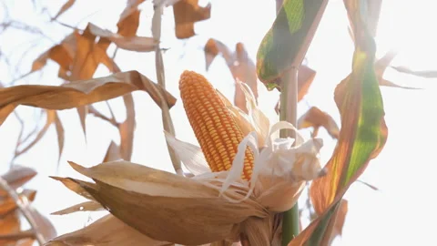 Dry maize corn crop on stalk in agricultural field ready for harvest Stock Footage 171873837