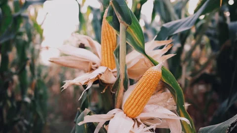 Dry maize corn crop on stalk in agricultural field ready for harvest Stock Footage 172151491