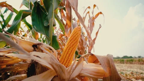 Dry maize corn crop on stalk in agricultural field ready for harvest Stock Footage 172525138