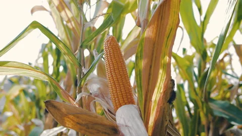 Dry maize corn crop on stalk in agricultural field ready for harvest Stock Footage 172540791