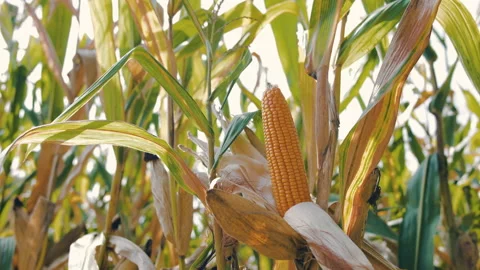 Dry maize corn crop on stalk in agricultural field ready for harvest Stock Footage 173087124