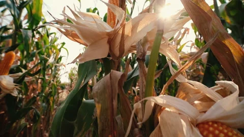 Dry maize corn crop on stalk in agricultural field ready for harvest Stock Footage 173089363
