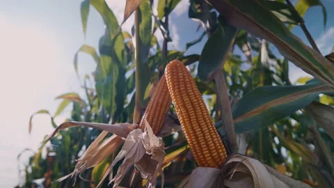 Dry maize corn crop on stalk in agricultural field ready for harvest Stock Footage 208426000