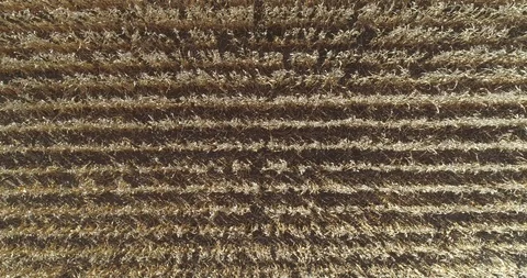 Dry maize corn field seen from above filling the scene in with live rows sway Stock Footage 93826611