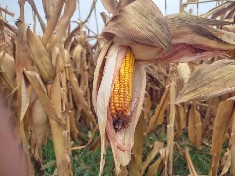 Dry maize corn in field. Stalk yellow corn in agriculture field Foto stock