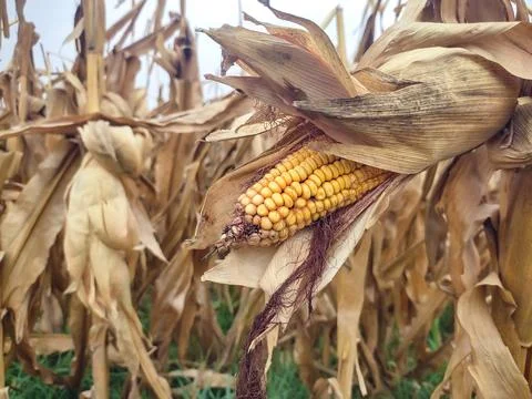 Dry maize corn in field. Stalk yellow corn in agriculture field Stock Photos