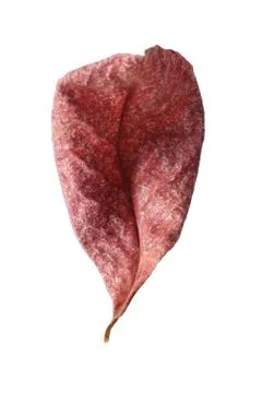 Dry malabar leaf isolated on white background Stock Photos