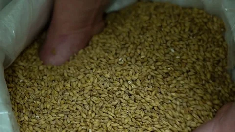 Dry malt beans ready to be used to brew the beer or the pure light or dark malt  Stock Footage 84044091