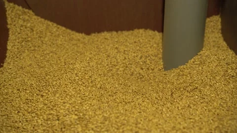 Dry malt beans ready to be used to brew the beer or the pure light or dark malt Stock Footage 155924285
