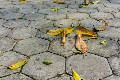 A dry mango leaf with an elongated shape lies on a hexagonal concrete pavement Stock Photos