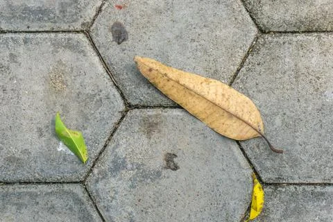 A dry mango leaf with an elongated shape lies on a hexagonal concrete pavement Stock Photos