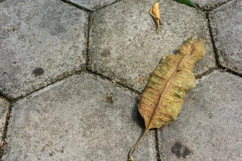 A dry mango leaf with an elongated shape lies on a hexagonal concrete pavement Fotos Stock