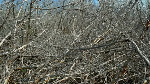DRY MANGROVE FOREST Video stock 230288221