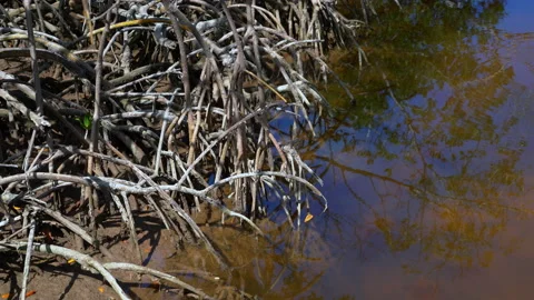 DRY MANGROVE ROOTS Stock Footage 230285190