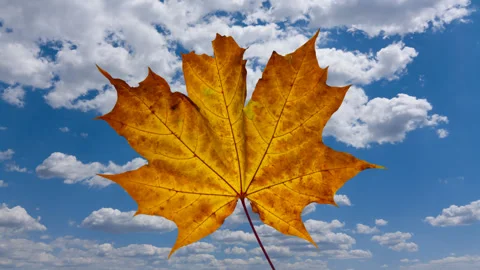 Dry maple leaf on a blue sky time lapse scene Video stock 166576965