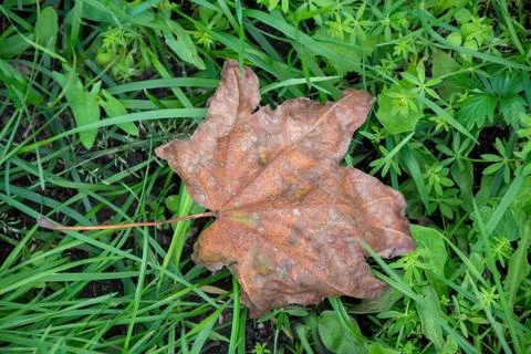 Dry maple leaf in the center of green grass. selective focus Stock Photos