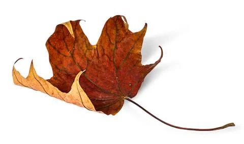 Dry maple leaf with curled edges Stock Photos