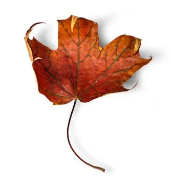 Dry maple leaf with curled edges vertically Stock Photos