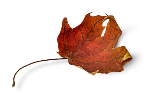 Dry maple leaf with curled edges horizontally Stock Photos