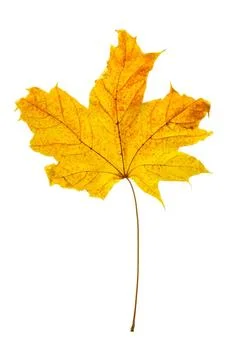 Dry maple leaf Dry maple leaf isolated over white background Copyright: xZ... Stock Photos