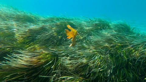 Dry maple leaf floats gently under water Stock Footage 292495724