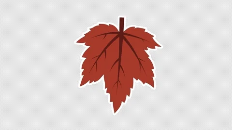Dry maple leaf Stock Footage 336518305