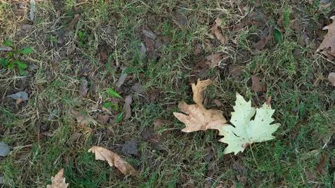Dry maple leaf on the ground with grass, autumn season Stock Photos