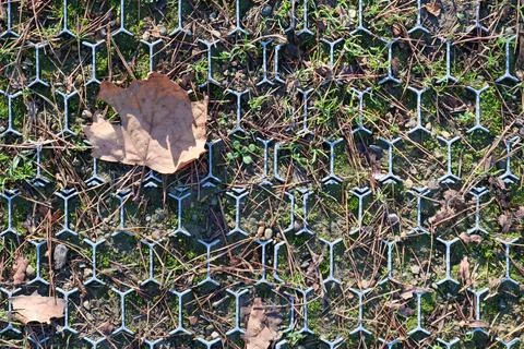 Dry maple leaf on hexagonal grid with sparse grass Stock Photos