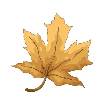 Dry maple leaf illustration Stock Illustration