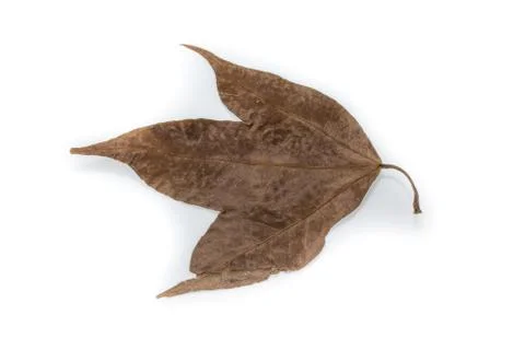 Dry Maple Leaf isolated on white background Stock Photos