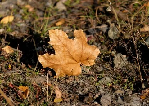 A dry maple leaf lies on the ground among stones and grass. Stock Photos