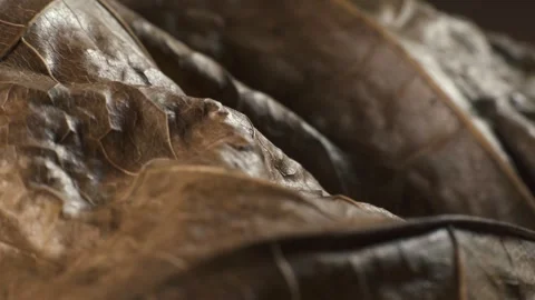 Dry maple leaf looking like mountain landscape. Complex texture. Macro shot. Stock Footage 293926682