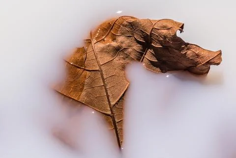 Dry maple leaf in milk for background Foto stock