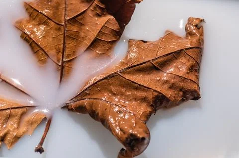 Dry maple leaf in milk for background Foto stock