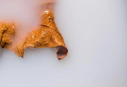Dry maple leaf in milk for background Stock Photos