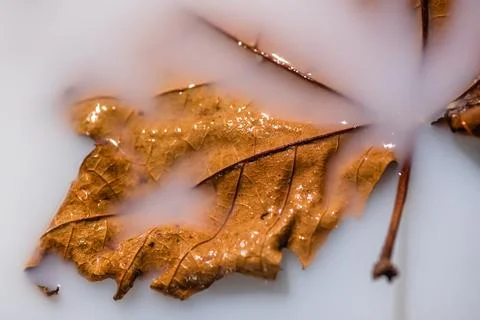 Dry maple leaf in milk for background Stock Photos