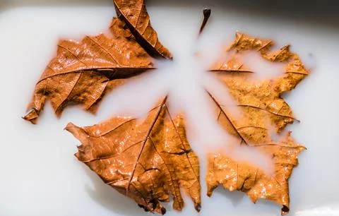Dry maple leaf in milk for background 写真素材