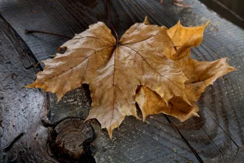 Dry maple leaf on an old board Stock Photos