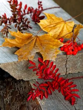 Dry maple leaf on an old board Stock Photos